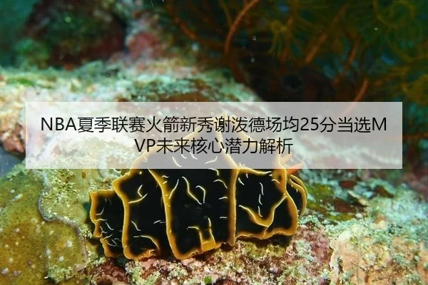 NBA夏季联赛火箭新秀谢泼德场均25分当选MVP未来核心潜力解析